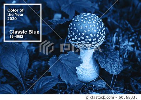 Classic Blue color of the Year 2020. Poisonous dangerous and inedible mushroom fly agaric Classic Blue color of the Year 2020. Poisonous dangerous and inedible mushroom fly agaric 60368333