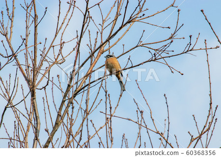 Wild Bird Bunting Wild Bird in Early Spring 60368356