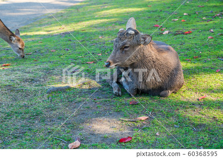 奈良公園的鹿，春日野園 60368595