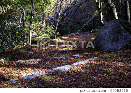 Autumn leaves Autumn leaves 60368916