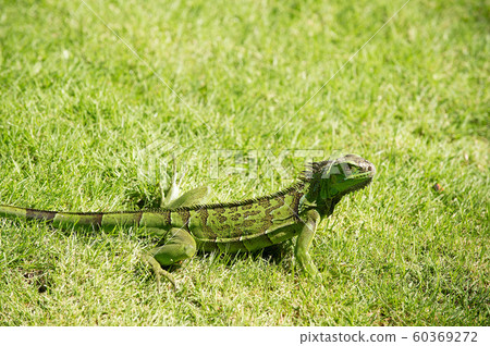 Wild green lizard or iguana Wild green lizard or iguana 60369272