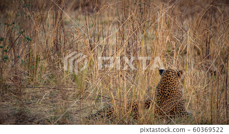 Wild leopard hidden in the bush looking for preys 60369522