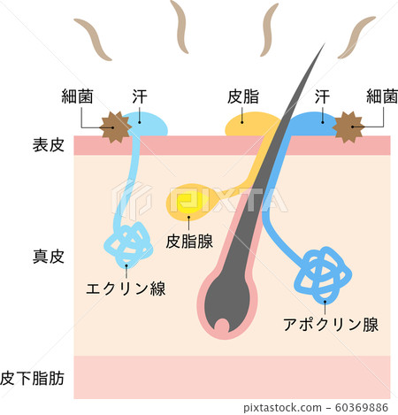 Causes of body odor and sweat glands 60369886