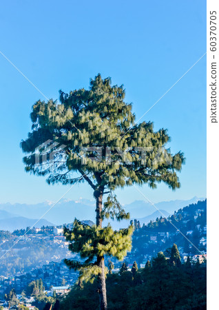 A needle pine conifer or blue pine (Pinus wallichiana)  60370705