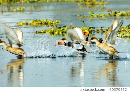 Flock of migratory Red crested pochard Aythyinae flying on lake. 60370852