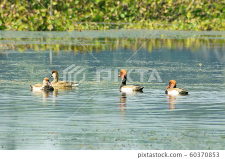 Red crested pochard diving duck bird (Netta rufina) swimming in wetland. 60370853