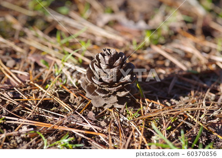 松果 松果 60370856