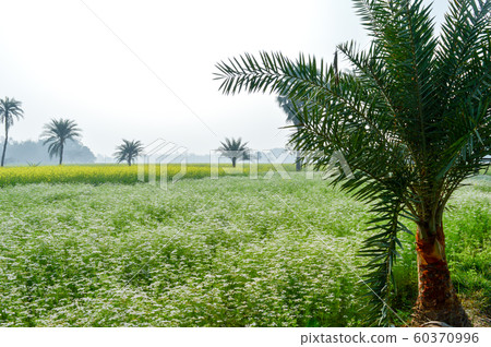 Green fields and trees in a scenic agricultural landscape in rural Bengal, North East India. 60370996