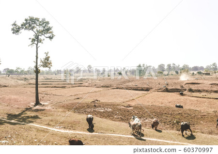 Crop burning in Madhya Pradesh on a scorching hot April afternoon. Crop burning in Madhya Pradesh on a scorching hot April afternoon. 60370997