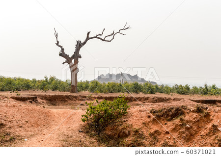 Landscape with dry lone bare tree in Dry hilly Semi-arid area of Chota Nagpur plateau of Jharkhand India. 60371021