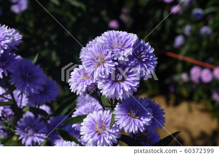 European Michaelmas-daisy (Aster amellus) in European Michaelmas-daisy (Aster amellus) in 60372399
