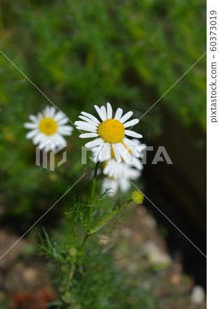 Wild chamomile Wild chamomile 60373019