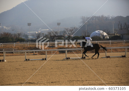 Gwacheon-si, Racecourse, Horse Racing Park 60373105