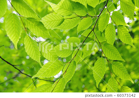 Fresh green leaves Fresh green leaves 60373142