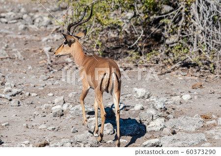 Impalas in Etosha National Park 60373290