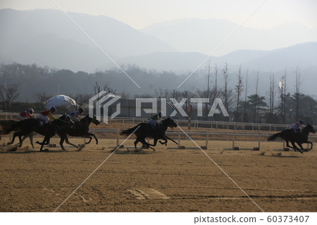 Gwacheon-si, Racecourse, Horse Racing Gwacheon-si, Racecourse, Horse Racing 60373407