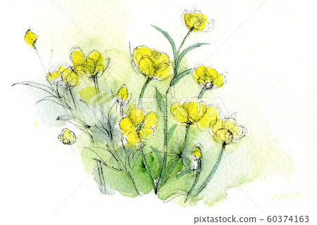 buttercup flower watercolor