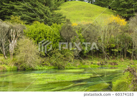 新西蘭Putaruru藍色春天 60374183