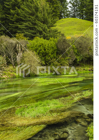New Zealand Putaruru Blue Spring 60374191