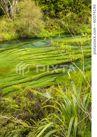 新西蘭Putaruru藍色春天 60374199