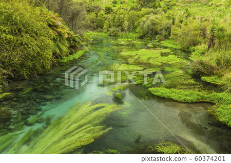 新西蘭Putaruru藍色春天 60374201