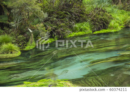 New Zealand Putaruru Blue Spring 60374211
