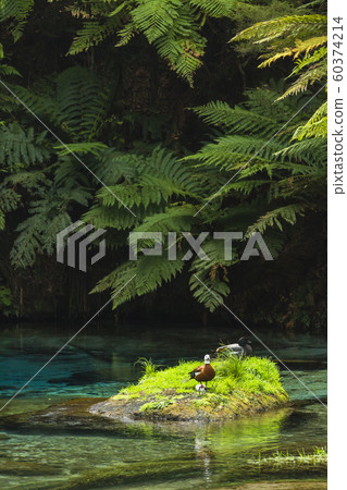 New Zealand Putaruru Blue Spring 60374214