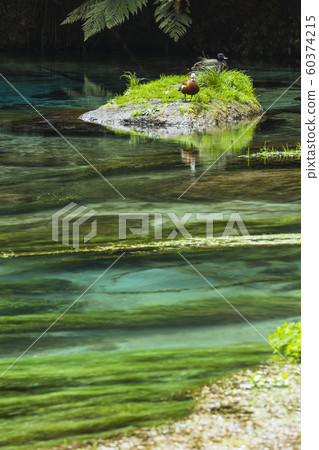 New Zealand Putaruru Blue Spring 60374215