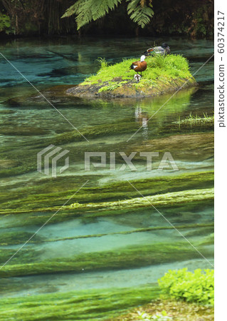 New Zealand Putaruru Blue Spring 60374217