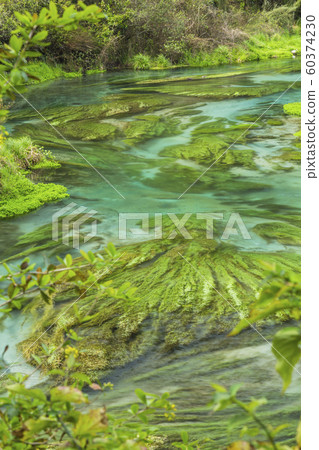 新西蘭Putaruru藍色春天 60374230