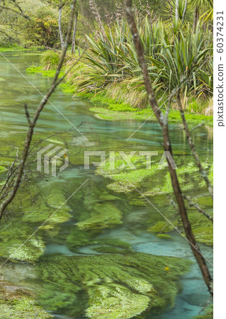 New Zealand Putaruru Blue Spring 60374231