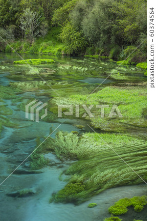 新西蘭Putaruru藍色春天 新西蘭Putaruru藍色春天 60374564