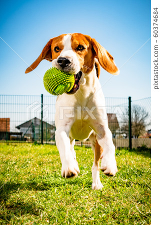 dog camera ball