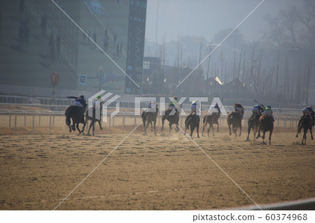 Gwacheon-si, Racecourse, Horse Racing 60374968