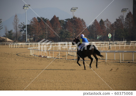 Gwacheon-si, Racecourse, Horse Racing 60375008