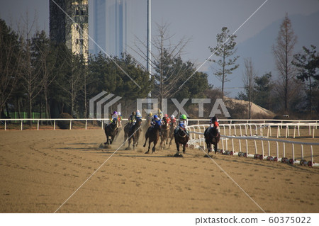 Gwacheon-si, Racecourse, Horse Racing 60375022