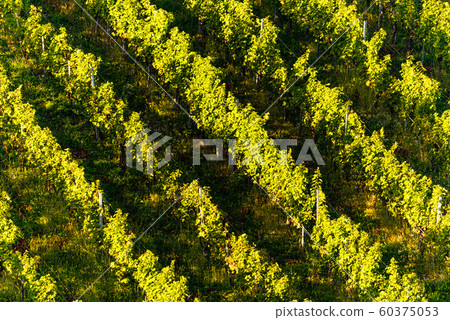 Rows Of Vineyard Grape Vines. Autumn Landscape. Rows Of Vineyard Grape Vines. Autumn Landscape. 60375053
