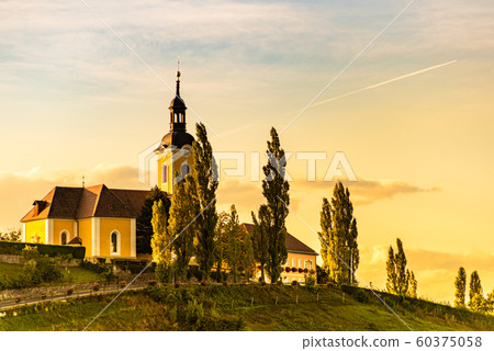 Autumn Landscape panorama of vineyard on an 60375058