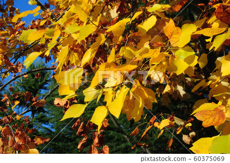 Autumn leaves of turpentine Autumn leaves of turpentine 60375069
