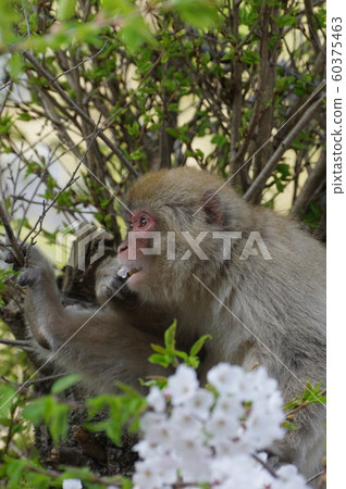 Sakura and Japanese monkeys 60375463