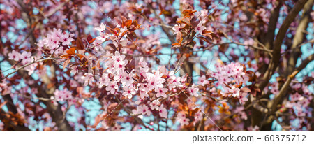 apricot blossom on a sunny day, the arrival of spring, the blossoming of trees, pink buds on a tree, natural wallpaper. banner apricot blossom on a sunny day, the arrival of spring, the blossoming of trees, pink buds on a tree, natural wallpaper. banner 60375712