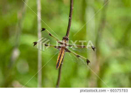 Bekko蜻蜓 60375783