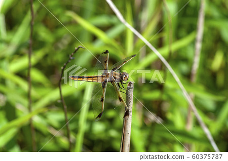 Bekko蜻蜓 60375787