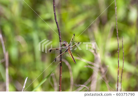 Bekko蜻蜓 60375790