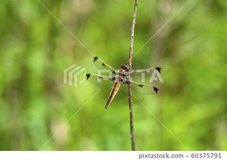 Bekko蜻蜓 60375791