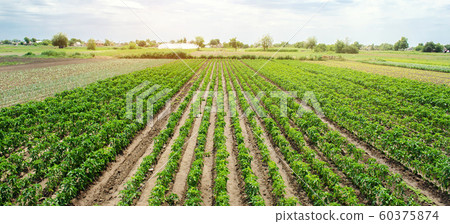 Agriculture land and farming. Plantation of young pepper on a farm on a sunny day. Growing organic vegetables. Eco-friendly products. Agro business. Ukraine, Kherson region. Selective focus 60375874