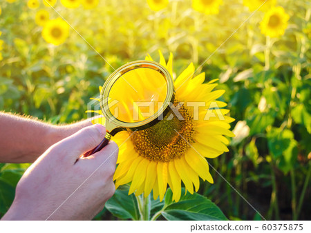 The food scientist checks the sunflower for chemicals and pesticides. Crop quality. Sunflower oil and biofuel. Eco-friendly products. Pomology. Agriculture and farming. GMO test. Selective focus 60375875