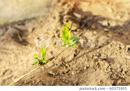 honeysuckle green young sprout grows in the ground, close-up, concept of spring, macro honeysuckle green young sprout grows in the ground, close-up, concept of spring, macro 60375955
