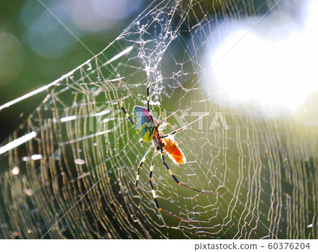 Spider eating prey 60376204
