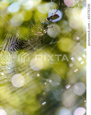 spiderweb  60376206
